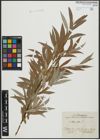 Foto von Salix alba L.